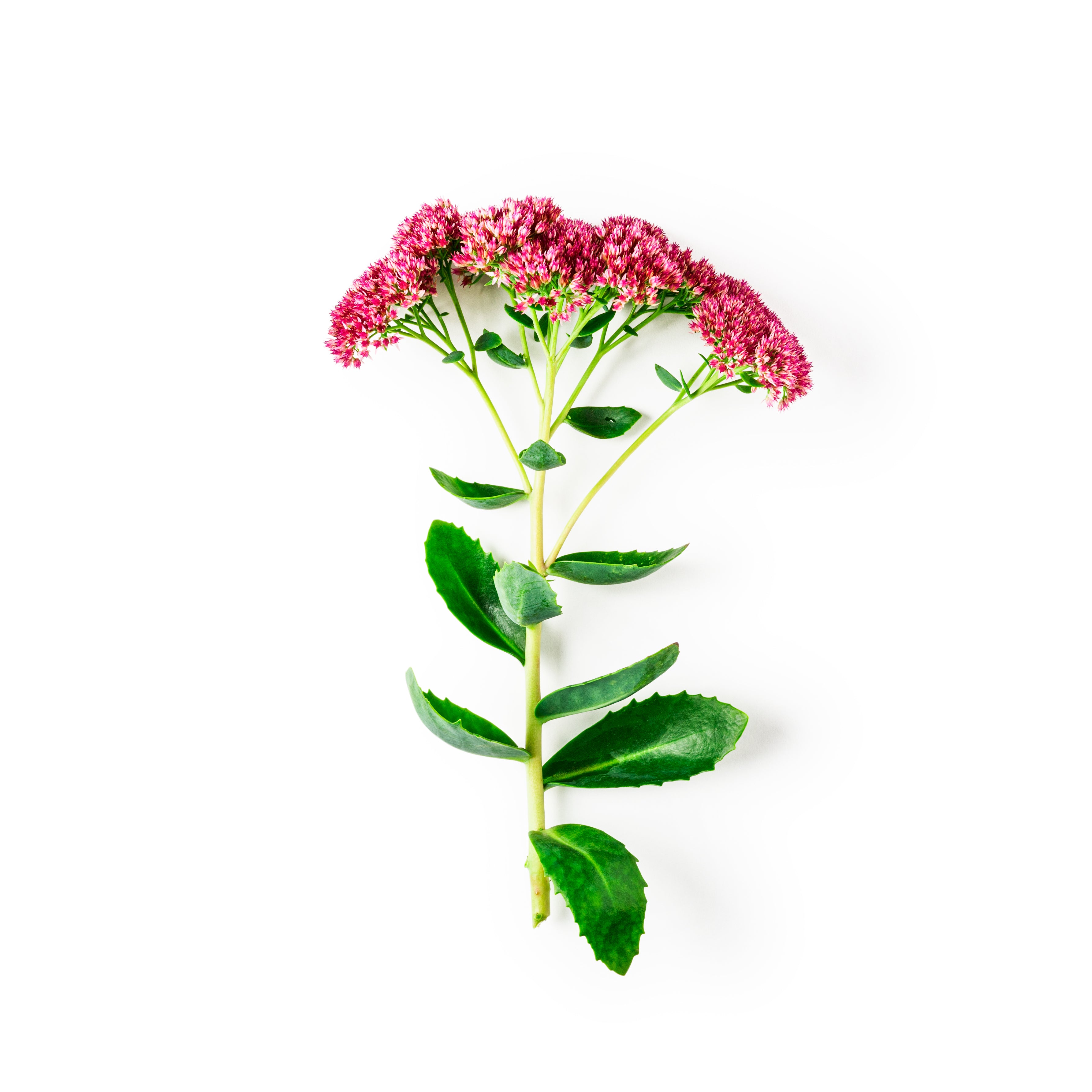 Valerian Root Extract (150mg)